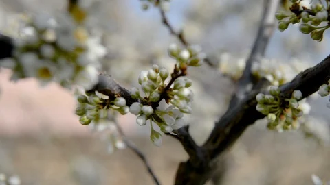 Spring trees with blossom flowers Stock Footage 127537466