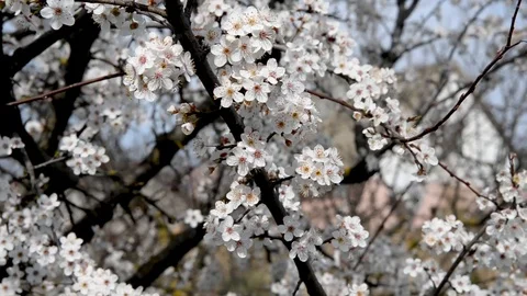 Spring trees with blossom flowers Stock Footage 127537474