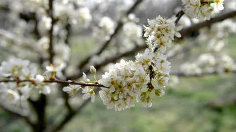 Spring trees with blossom flowers Stock Footage 127537478