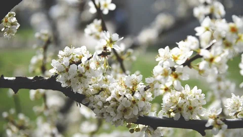 Spring trees with blossom flowers Stock Footage 127537501