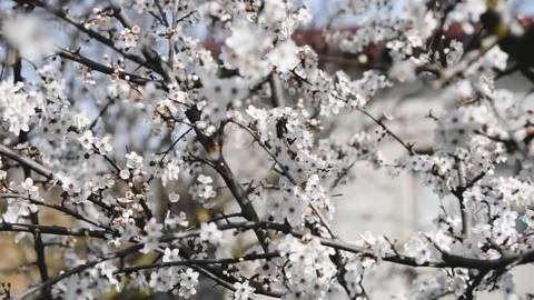 Spring trees with blossom flowers Stock Footage 127537517