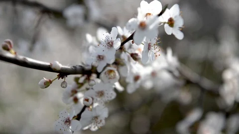Spring trees with blossom flowers Stock Footage 127538328
