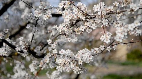 Spring trees with blossom flowers Stock Footage 127538335