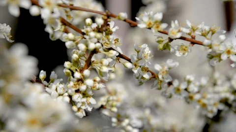 Spring trees with blossom flowers Stock Footage 127538336
