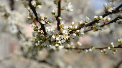 Spring trees with blossom flowers 動画素材 127538347