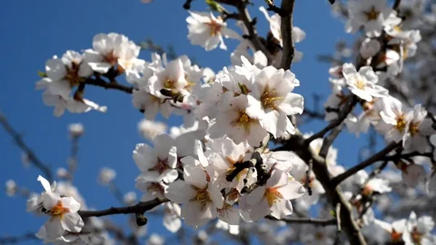 Spring trees with blossom flowers 動画素材 128813977