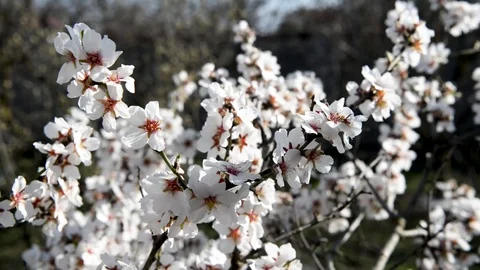 Spring trees with blossom flowers 動画素材 128813991