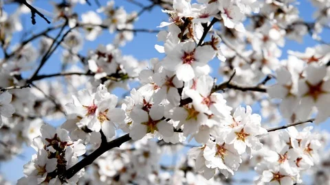 Spring trees with blossom flowers 動画素材 128814005