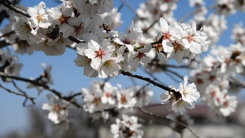 Spring trees with blossom flowers 動画素材 128814016