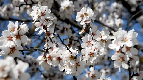 Spring trees with blossom flowers 動画素材 128814021
