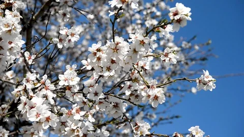 Spring trees with blossom flowers 動画素材 128814035