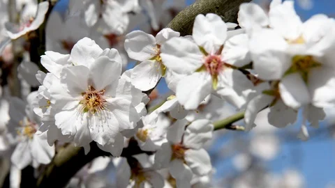 Spring trees with blossom flowers 動画素材 128814048