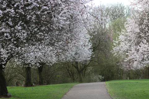 Spring trees with blossom Stock Photos