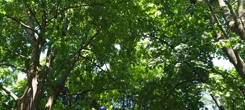 Spring trees blown by strong wing Stock Footage 197572992