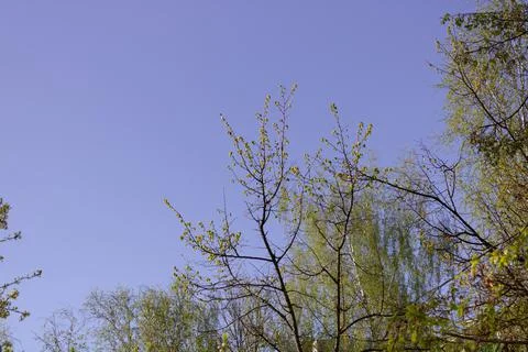 Spring trees on a blue sky background Stock Photos