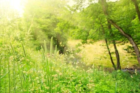 Spring trees in bright sonligt. Stock Photos