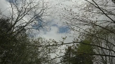 Spring Trees with Clouds Stock Footage 308880400