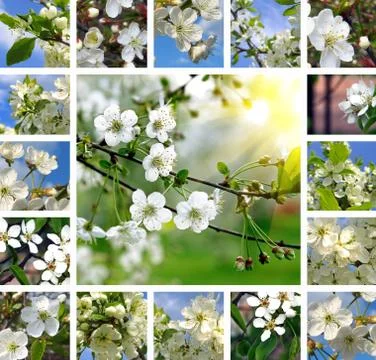 Spring trees collage Foto stock