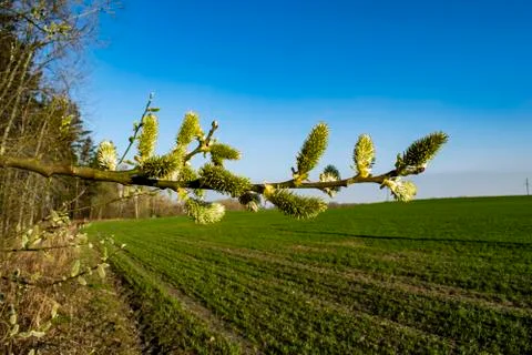 Spring trees come to life Stock Photos
