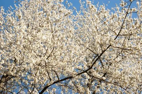 Spring trees covered with white blossom in soft daylight. Delicate flowerin.. Fotos Stock