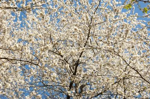 Spring trees covered with white blossom in soft daylight. Delicate flowerin.. Fotos Stock
