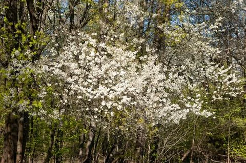 Spring trees covered with white blossom in soft daylight. Delicate flowerin.. Fotos Stock