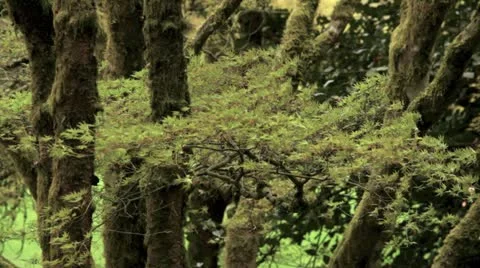 Spring trees. Stock Footage 10921007