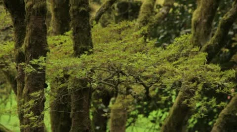 Spring trees. Vidéo 10921014
