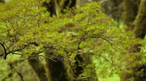 Spring trees. Stockbeeldmateriaal 10921024