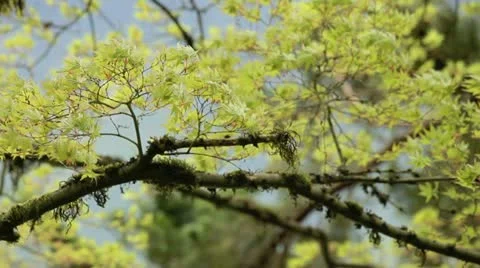 Spring trees. Видео 10921168