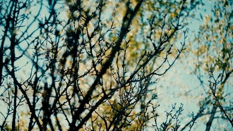 Spring trees Stock Footage 76084541