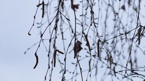 Spring trees Stock Footage 89489517