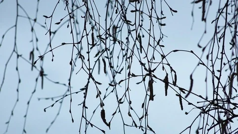 Spring trees Stock Footage 89489537