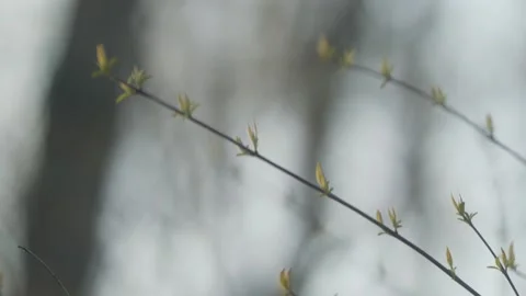 Spring Trees Stock Footage 132467475