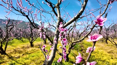 Spring trees, Fruit tree gardens 動画素材 273338575