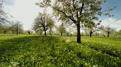 Spring trees. grass field. plants nature background. summertime. aerial view Stock Footage 38276531