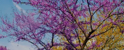 Spring trees outside anamorphic 库存影片 106632639