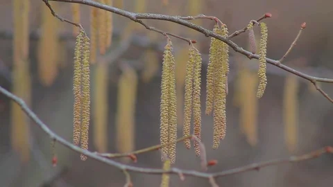 Spring Trees in the Park Stock Footage 73927158