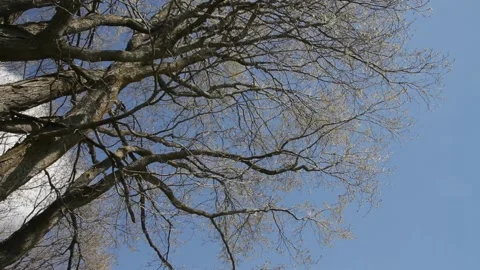 Spring Trees in a park Stock Footage 153723840