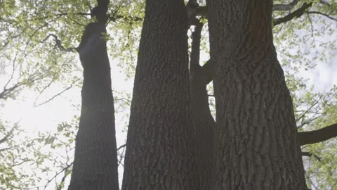 Spring trees in park or forest, green leaves in sun light Stock Footage 248989298