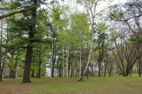 Spring trees in the park Stock Photos