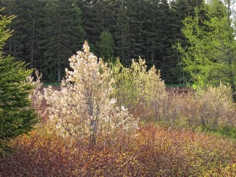Spring trees Stock Photos