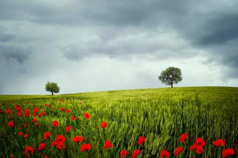 Spring trees Stock Photos