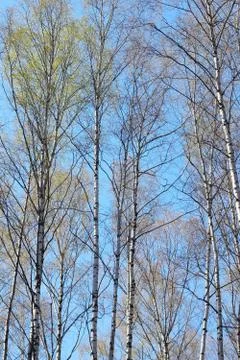 Spring trees 库存照片