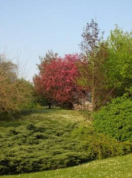 Spring trees Foto stock