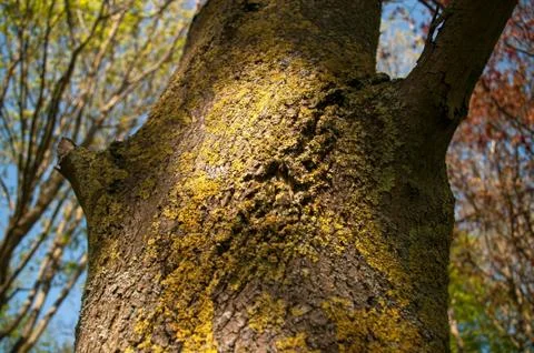 Spring Trees Stock Photos