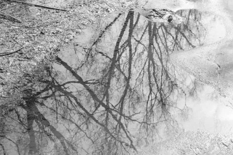 Spring trees reflected in a puddle. In a puddle the reflection of the trees.. Stock Photos