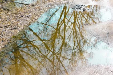 Spring trees reflected in a puddle. In a puddle the reflection of the trees.. Stock Photos