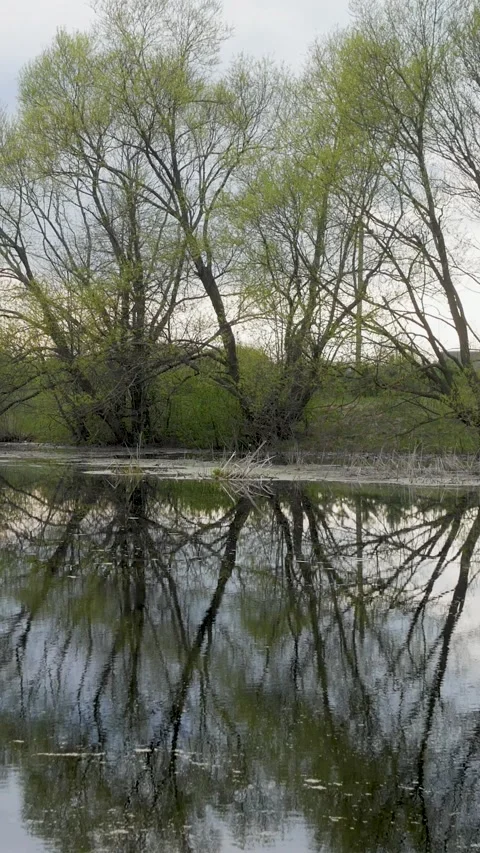 Spring Trees Reflecting On Calm Lake Water In Vertical Format Stock Footage 340234547