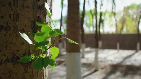 In spring, the trees sprout and the leaves sway1 Stock Footage 257289707
